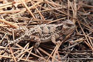 Horned Lizard