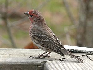 House Finch-27527