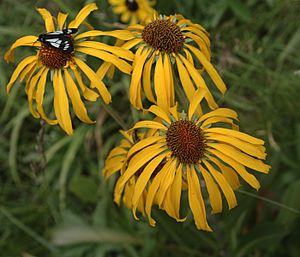 Hymenoxys hoopesii flora1