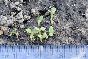 Kalimeris indica seedlings by Taraxacumseeds