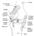 Knee medial view