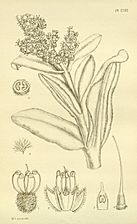 Lachnostachys verbascifolia F. Muell