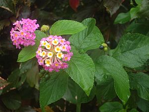 Lantana camara flower leaf fruit