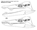 Liopleurodon ferox skull reconstruction