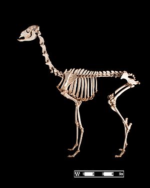 Llama skeleton at MAV-USP