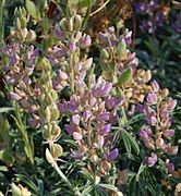 Lupinus formosus