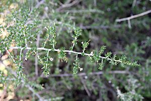 Lycium horridum(Solanaceae) (27088582901)