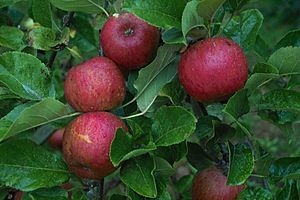 Malus Ellison's Orange.jpg