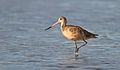 MarbledGodwit-1APR2017