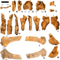 Martharaptor greenriverensis