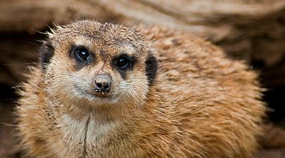 Meerkat palmitos park