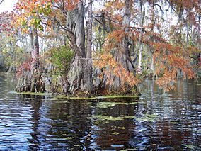 Merchants Millpond SP NC 5581.jpg