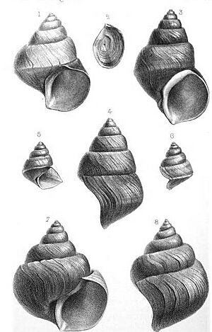Mollusks of the genus Neothauma