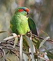 Musk Lorikeet 2