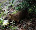 Mustela itatsi hunt frog