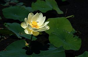 Nelumbo lutea.jpg