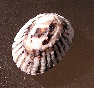 Notoacmea scopulina 002.jpg