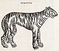 Ofthetiger