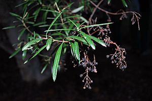 Ornithostaphylos oppositifolia 01.jpg