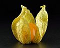 Physalis peruviana calix open close-up