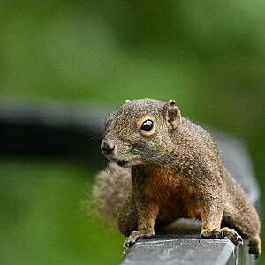 Plantain Squirrel