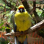 Platycercus caledonicus -captivity-6-3c.jpg