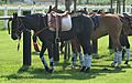 Polo ponies in Switzerland