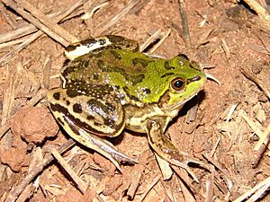 Pseudis bolbodactyla02a.jpg