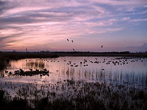 RSPB Strumpshaw Fen Norfolk Brick Hide view.jpg