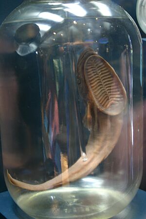 Remora remora jar