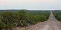 Road through Tamaulipan thornscrub 2, Webb County, Texas, USA (10 June 2016)