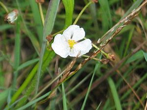 Sagittaria graminea.jpg