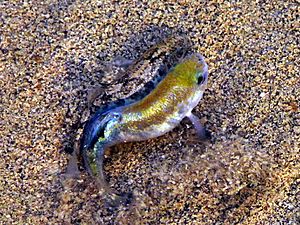 Salt Creek pupfish.jpg