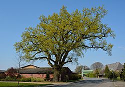 Schleswig-Holstein, Lockstedt, Naturdenkmal NIK 4974