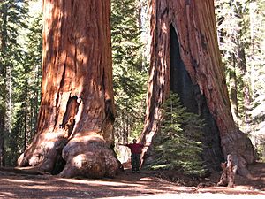 Sequoia trees