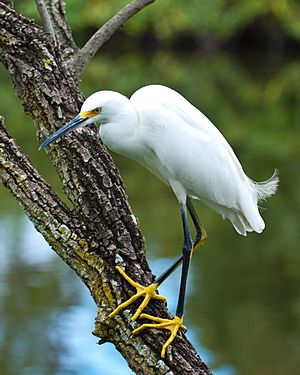 SnowyEgret-Florida