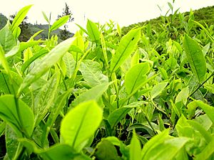 Tea Plant at Peermade