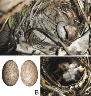 Thraupis cyanoptera breeding collage