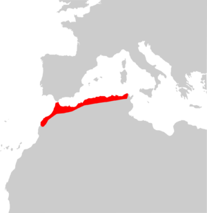 Trogonophis wiegmanni range Map.png