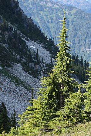 Tsuga mertensiana 0261