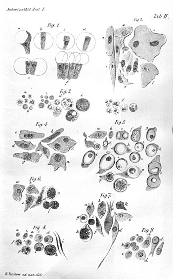 Virchow-cell