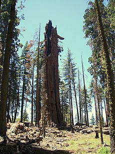 Washington Tree 2007