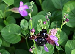 Xylocopa wailea maui hawaii