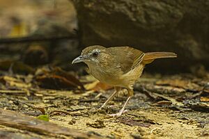 Abbott's babbler (Malacocincla abbotti).jpg