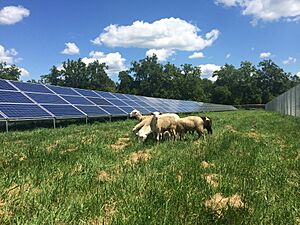 Antioch College solar sheep