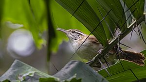 Antioquia wren - Thryophilus sernai.jpg