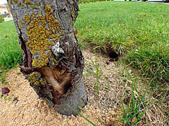 Arbol atacado