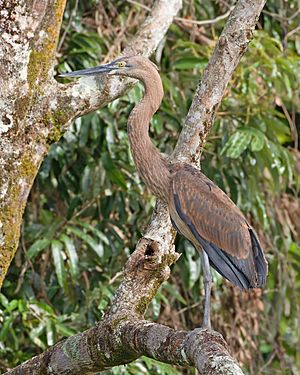 Ardea sumatrana - Daintree River