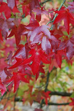 Autumn Leaves (Liquidambar Styraciflua) (2966992728)