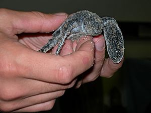 Baby-leatherback-1